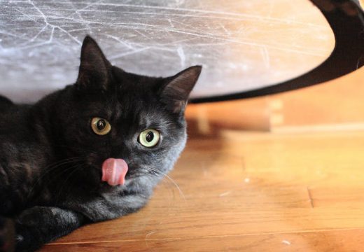 5 desserts faciles pour chat